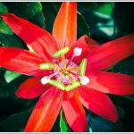 Crimson Passion Flower