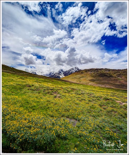 Himalayan Flower Bed