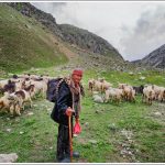 A Shepherd Readies for Travel in Spiti Valley