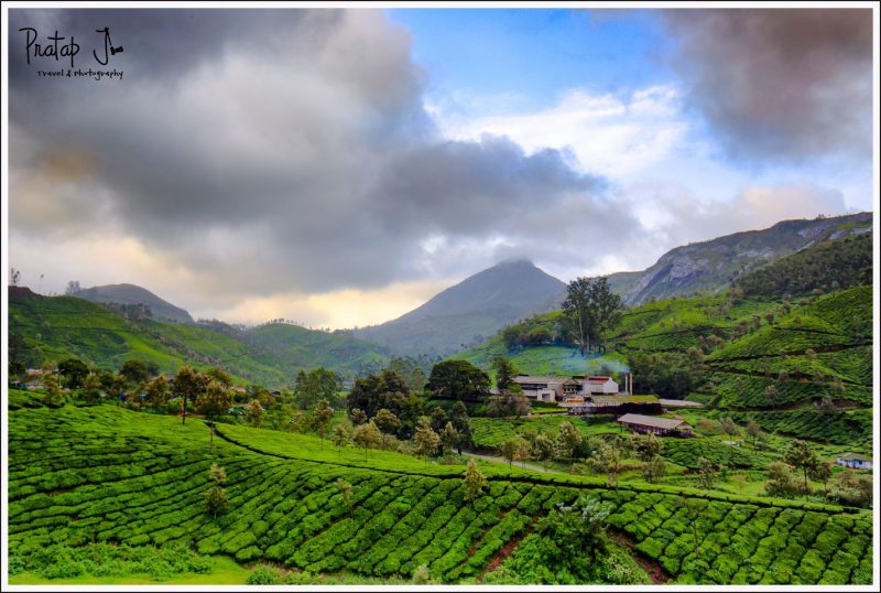 Tea gardens of Munnar shot during the Kannan Devan Tea competition