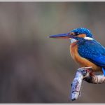 Common Kingfisher at Satpura