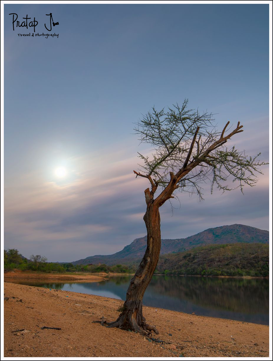 A lone tree beside a waterbody near Bangalore