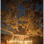 A small temple under a banyan trees in the evening lit up with lamps