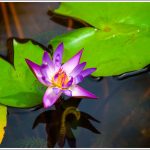 A water Lilly in Pondicherry
