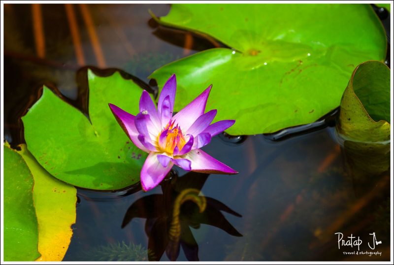A water Lilly in Pondicherry
