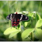 Crimson Rose butterfly at Lalbagh