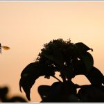 A Bee Returns Home at Sunset