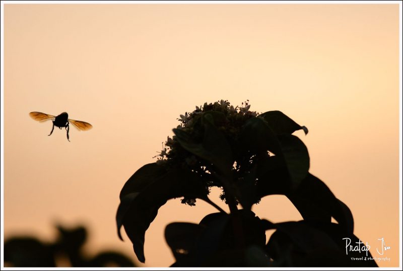 A Bee Returns Home at Sunset