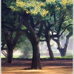 Early morning photography at Lalbagh
