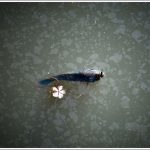 Fish at Lalbagh lake