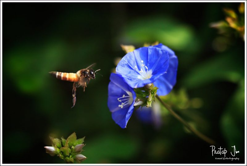 Hovering Bee shot with a macro lens at Lalbagh