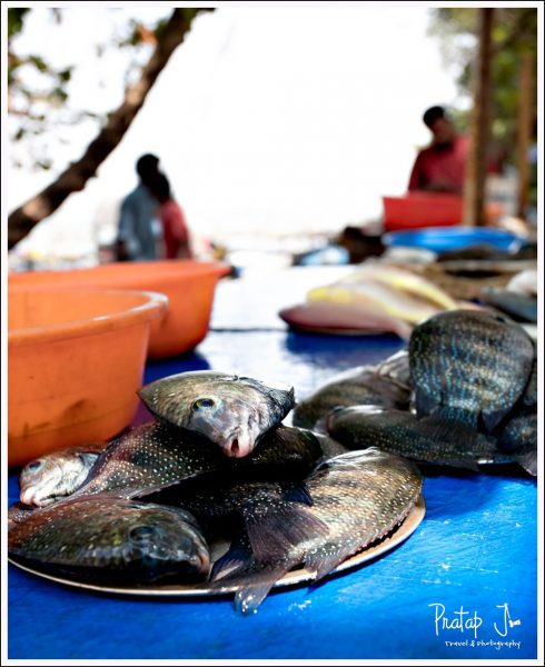 Fresh Catch at Kochi