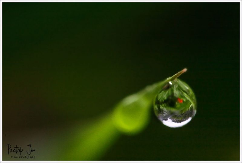 Close up of a Dew Drop