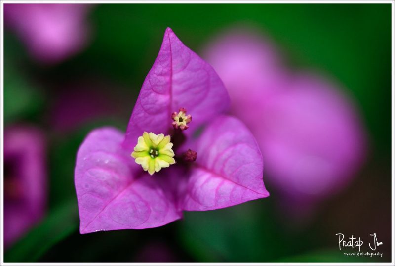 Close up of a Bougainvillea flower shot at Lalbagh