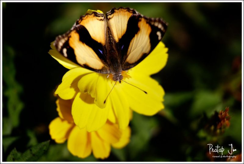 A yellow butterfly on a yellow flower