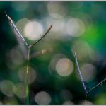 Beautiful bokeh captured with a Canon 100mm macro lens