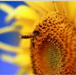Closeup of a Bee on a Sunflower
