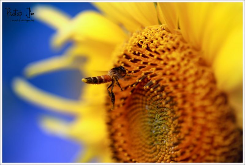 Closeup of a Bee on a Sunflower