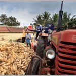 Corn Harvesting at Hassan