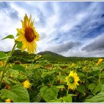 A Sunflower Reaches Out against Blue Skies