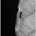 Monochrome of an Ant on a Leaf