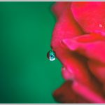 Close up of a dew drop on a rose petal