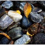 A close up of leaves and pebbles near a river side