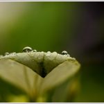 Dew drops after monsoon on a leaf photographed with a Canon 100mm L lens