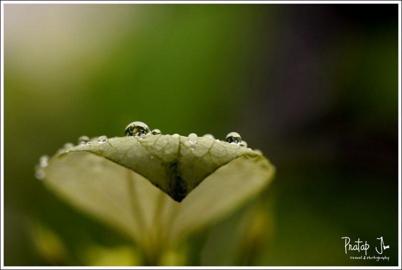 Dew drops after monsoon on a leaf photographed with a Canon 100mm L lens