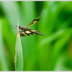 A Dragon Fly in Monsoon