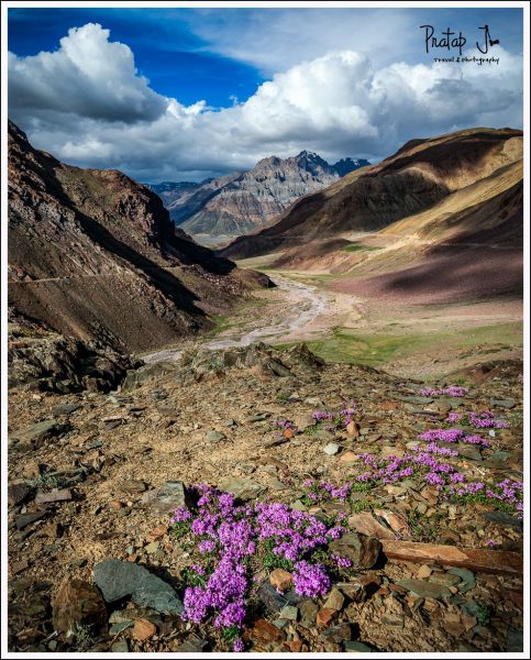 Beautiful wild flowers against a stark and dry landscape