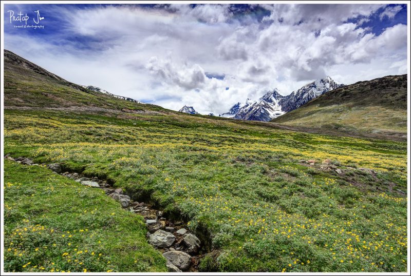 Beautiful wild flowers en route to Chandratal