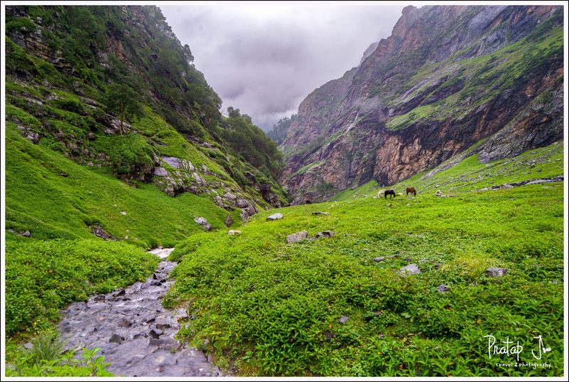 Mules grazing at the Chikka Campsite