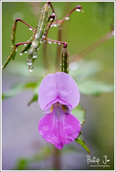 Close up of a wildflower that is spread all over Kulu