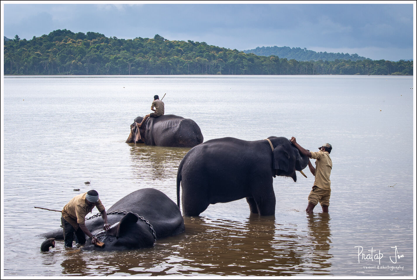 Elephants bathing at Sakrebyle