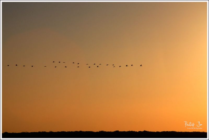 Flamingoes fly back home