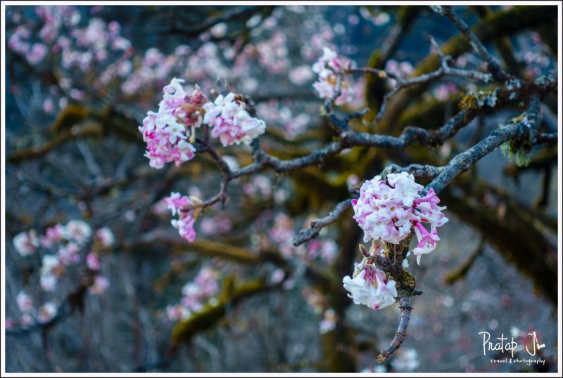 Pink Himalayan flowers on the way to Dayara Bugyal