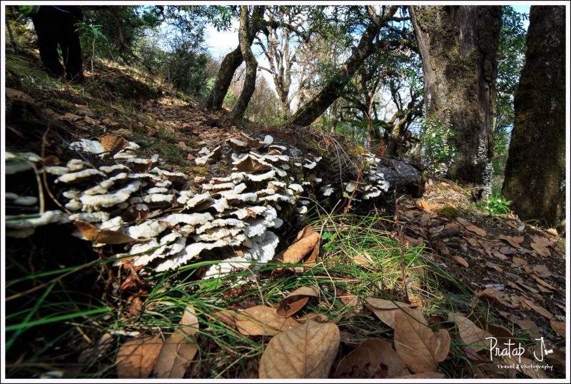 Fungi in the Himalayan forest