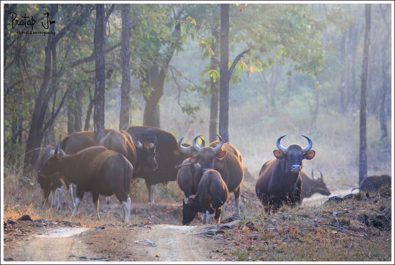 A herd of Indian Gaur