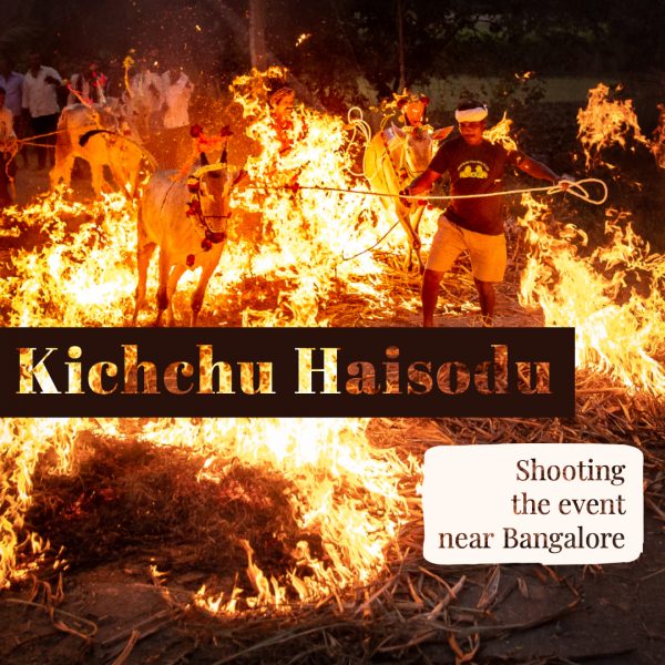 Shooting the Kichchu Haisodu Event During Makar Sankranti