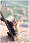 monkey chewing my tripod