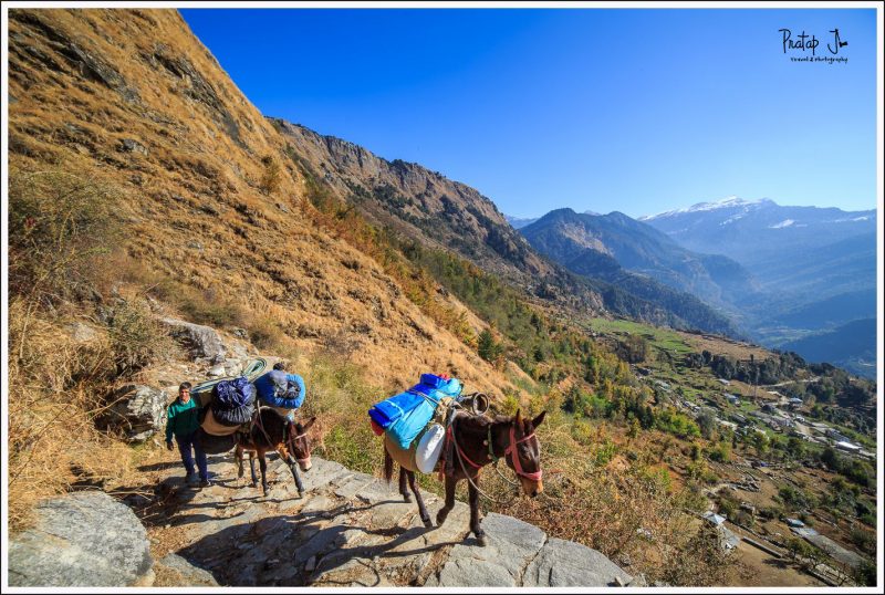 Mules and Trekkers Trekking up to Deoriatal