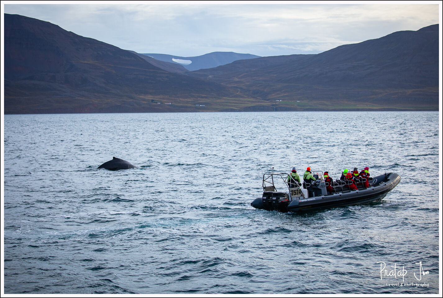RIB Boat and Hump Back Whale in Iceland