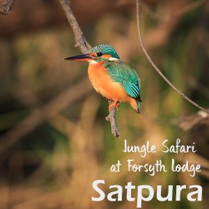 Jungle Safari in Satpura Tiger Reserve and Stay at Forsyth Lodge