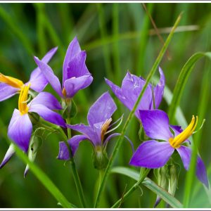 Wild Orchids Silent Valley