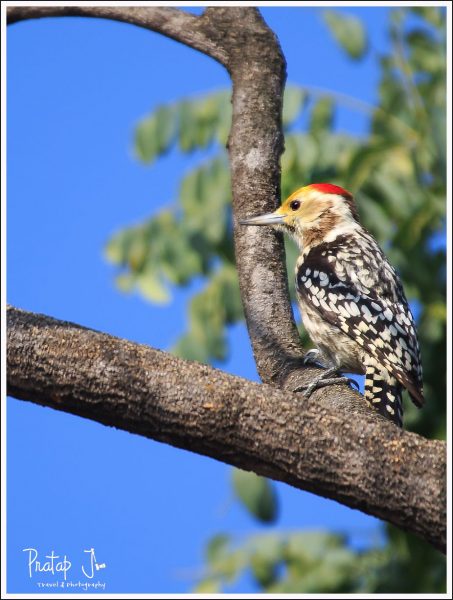 Yellow Crowned Woodpecker