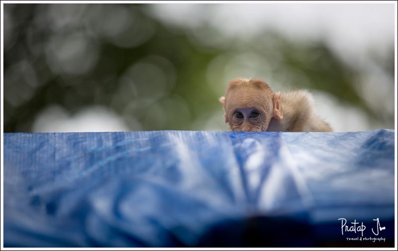 Shy baby monkey